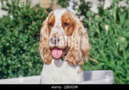 Ein rot-weißer englischer Cocker-Spaniel, der in einer weißen Plastikkarre mit Grün im Hintergrund sitzt Stockfoto