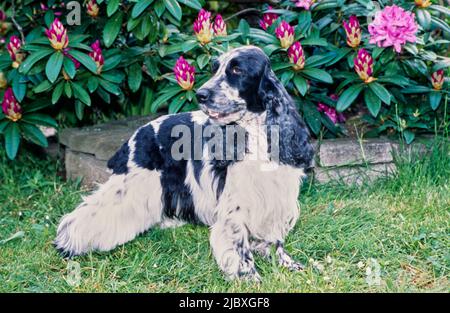 Ein schwarz-weiß getickter englischer Cockerspaniel, der im Gras vor violetten Blumen und Grün steht Stockfoto