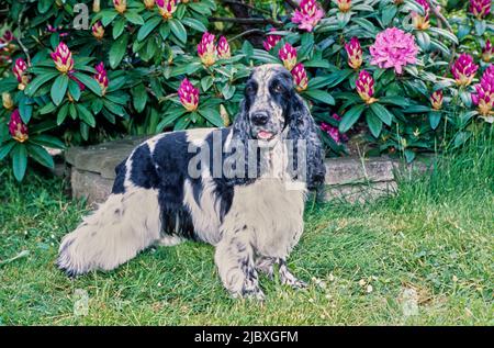 Ein schwarz-weiß getickter englischer Cockerspaniel, der im Gras vor violetten Blumen und Grün steht Stockfoto