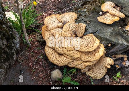 Dryads Saddle Mushroom, wächst aus einem toten Baumstumpf, Hartwick Pines SF, Michigan, Spring, von James D Coppinger/Dembinsky Photo Assoc Stockfoto
