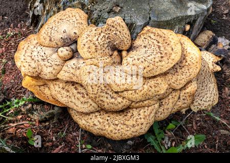 Dryads Saddle Mushroom, wächst aus einem toten Baumstumpf, Hartwick Pines SF, Michigan, Spring, von James D Coppinger/Dembinsky Photo Assoc Stockfoto