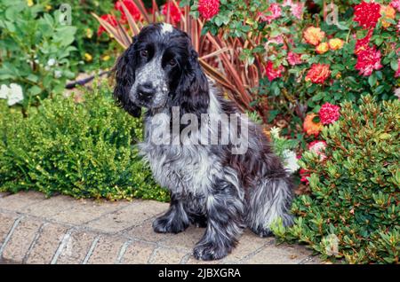 Ein blauer Roan englischer Cocker Spaniel, der auf einem Backsteintopf mit rot-orangen und gelben Blumen dahinter sitzt Stockfoto