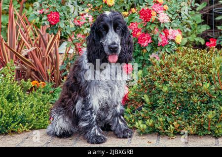 Ein blauer Roan englischer Cocker Spaniel, der auf einem Backsteintopf mit rot-orangen und gelben Blumen dahinter sitzt Stockfoto