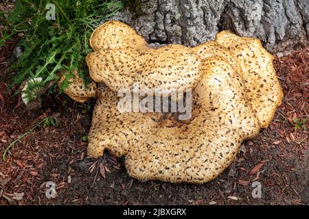 Dryads Saddle Mushroom, wächst aus einem toten Baumstumpf, Hartwick Pines SF, Michigan, Spring, von James D Coppinger/Dembinsky Photo Assoc Stockfoto