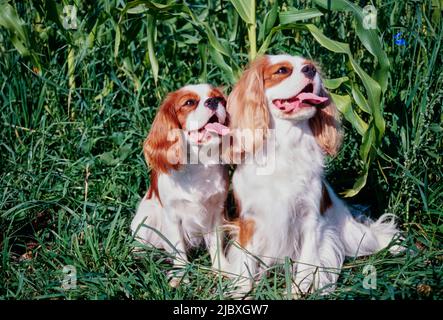 Zwei Cavalier King Charles Spaniels sitzen im Grünen Stockfoto