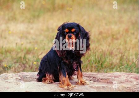 Ein Cavalier King Charles Spaniel sitzt auf einem Felsen mit einem grasbewachsenen Feld im Hintergrund Stockfoto