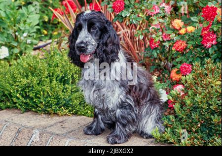 Ein blauer Roan englischer Cocker Spaniel, der auf einem Backsteintopf mit rot-orangen und gelben Blumen dahinter sitzt Stockfoto