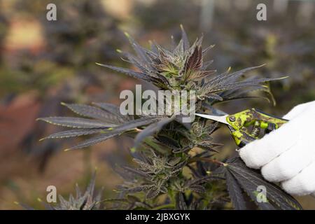 Nahaufnahme der Hände des Landwirts, der Cannabispflanzen schneidet Stockfoto