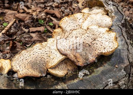 Dryads Saddle Mushroom, wächst aus einem toten Baumstumpf, Hartwick Pines SF, Michigan, Spring, von James D Coppinger/Dembinsky Photo Assoc Stockfoto