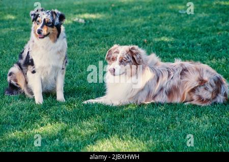 Zwei australische Schäferhunde sitzen auf einem Rasen Stockfoto