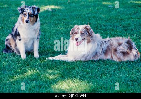 Zwei australische Schäferhunde sitzen auf einem Rasen Stockfoto