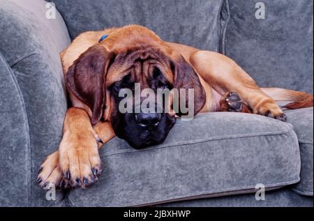 Ein englischer Mastiff, der auf einem grauen Sofa liegt Stockfoto