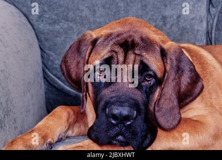 Nahaufnahme eines englischen Mastiff, der auf einem grauen Sofa lag Stockfoto