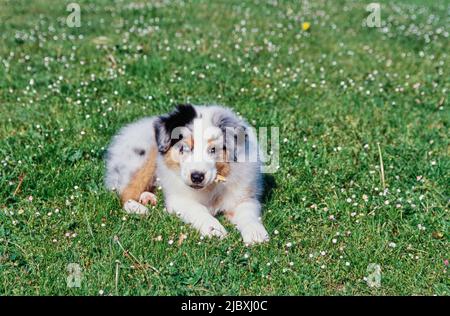 Ein australischer Schäferhund, der auf einem Rasen liegt und auf einem Zweig kaut Stockfoto