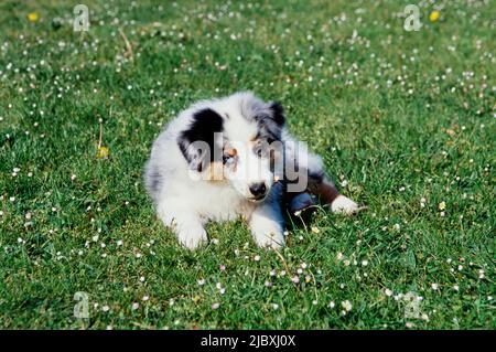 Ein australischer Schäferhund, der auf einem Rasen liegt und auf einem Zweig kaut Stockfoto