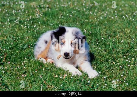 Ein australischer Schäferhund, der auf einem Rasen liegt und auf einem Zweig kaut Stockfoto