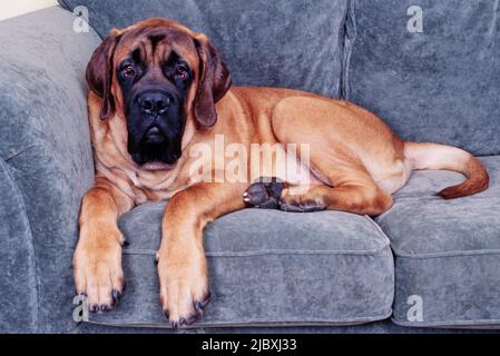 Ein englischer Mastiff, der auf einem grauen Sofa liegt Stockfoto