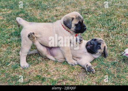 Zwei englische Doggen spielen auf einem Rasen Stockfoto