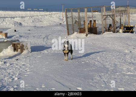 Husky in Iqaluit, Nunavut, Kanada Stockfoto