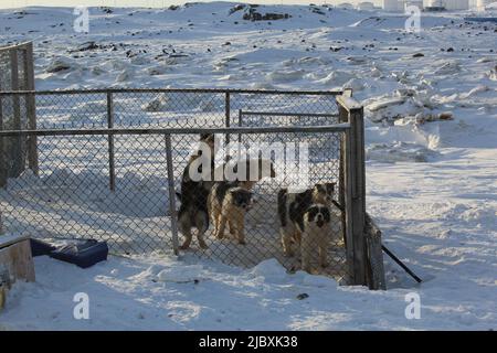 Husky in Iqaluit, Nunavut, Kanada Stockfoto