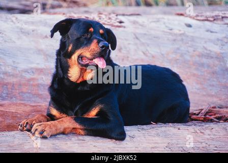 Ein rottweiler Hund, der auf einigen Baumstämmen liegt Stockfoto