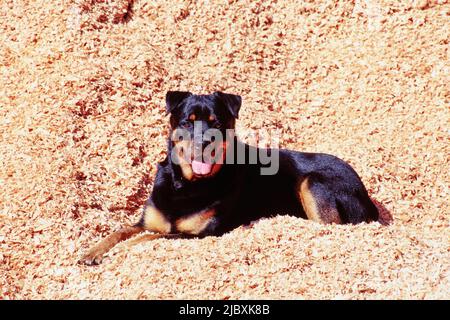 Ein rottweiler Hund, der in einem Stapel Holzspäne liegt Stockfoto