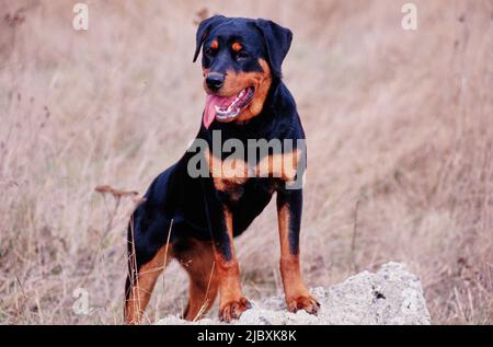 Ein rottweiler Hund, der auf einem felsigen Objekt in einem trockenen Grasfeld steht Stockfoto