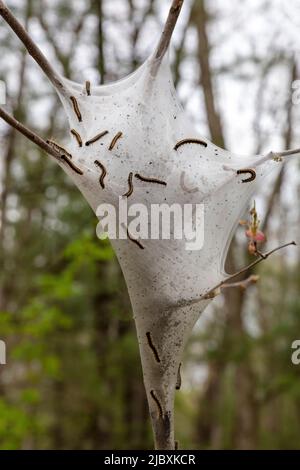 Zelt Raupen, auf Zelt, Nest, Frühsommer, Michigan, USA, von James D. Coppinger/Dembinsky Photo Assoc Stockfoto