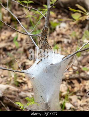 Zelt Raupen, auf Zelt, Nest, Frühsommer, Michigan, USA, von James D. Coppinger/Dembinsky Photo Assoc Stockfoto