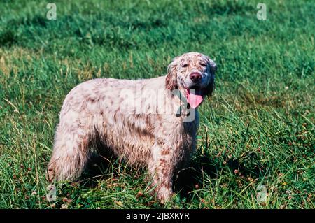 Ein englischer Setter Hund, der auf einem grasbewachsenen Feld steht Stockfoto