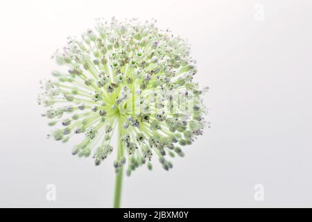 Alle de la Flor del ajo puerro, Allium ampeloprasum, aislado en Blanco Stockfoto