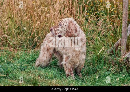 Ein englischer Setter Hund, der in einer grasbewachsenen Umgebung steht Stockfoto