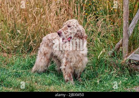 Ein englischer Setter Hund, der in einer grasbewachsenen Umgebung steht Stockfoto