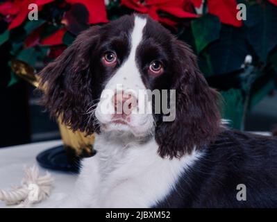 Nahaufnahme eines englischen springer-Spaniels mit Weihnachtsschmuck im Hintergrund Stockfoto