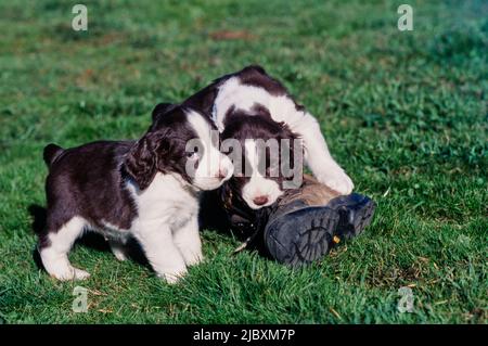 Zwei englische springer-Spaniel-Welpen, die im Gras stehen und mit einem alten Stiefel spielen Stockfoto