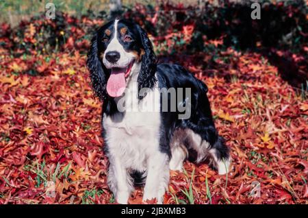 Ein englischer springer-Spaniel, der in einem Fleck aus roten und orangefarbenen Blättern steht Stockfoto