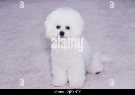 Bichon Frise auf weißem Teppich Stockfoto