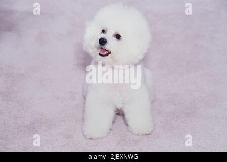 Bichon Frise auf weißem Teppich Stockfoto