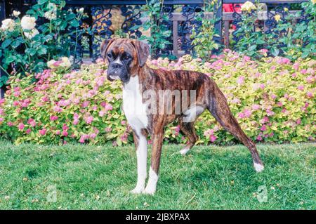 Brindelder Boxer Welpe Hund auf Gras mit Blumen im Hintergrund stehen Stockfoto