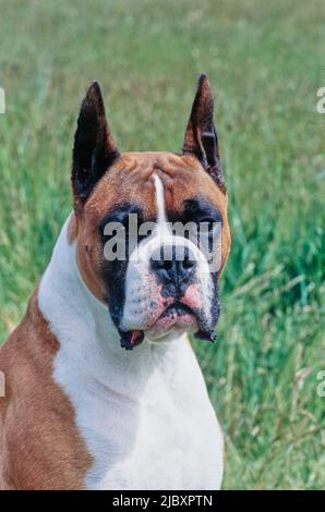 Nahaufnahme des Gesichts eines Boxerhundes Stockfoto