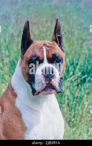 Nahaufnahme des Gesichts eines Boxerhundes Stockfoto