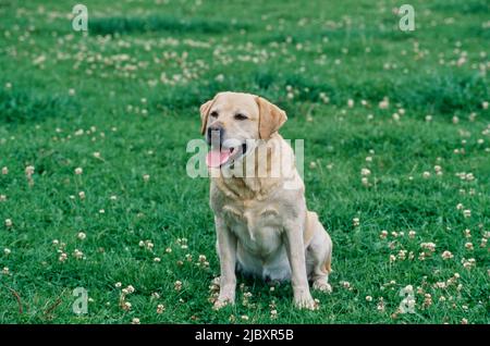 Gelbes Labor auf grasbewachsenem Feld Stockfoto