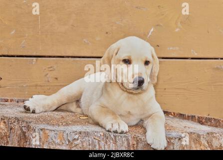Gelber Laborwelpe auf Stamm Stockfoto