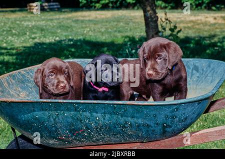 Schokolade und schwarze Laborwelpen in Schubkarre Stockfoto