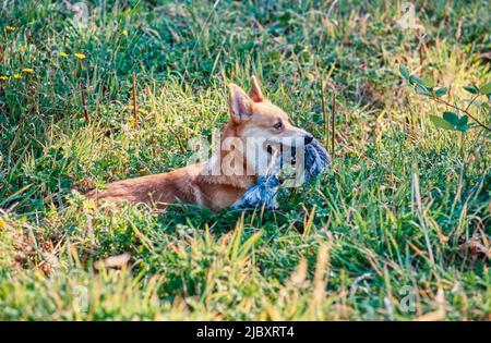 Corgi im Feld mit Seilspielzeug Stockfoto