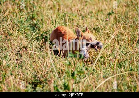 Corgi im Feld mit Seilspielzeug Stockfoto