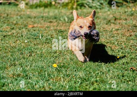 Corgi im Feld mit Seilspielzeug Stockfoto