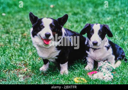 Schwarz-weißer Corgi-Elternteil und Welpe im Gras Stockfoto