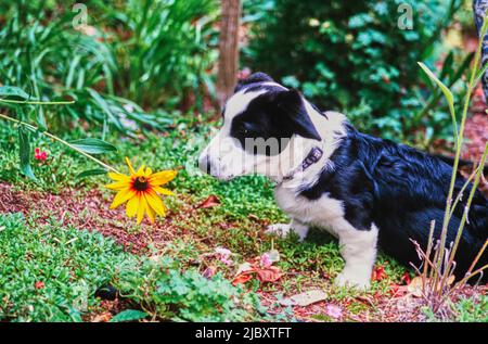 Schwarz-weißer Corgi-Welpe im Garten Stockfoto