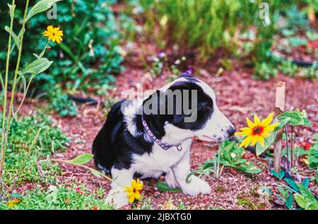 Schwarz-weißer Corgi-Welpe im Garten Stockfoto